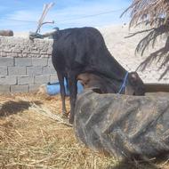 گاو حیوانات مزرعه