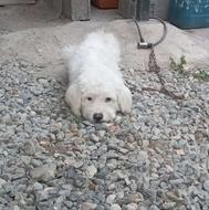 واگذاری سگ شیتزو ماده