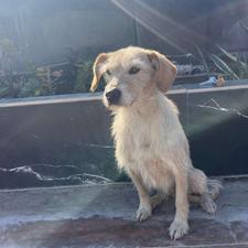 واگذاری سگ.