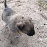 واگذاری توله سگ دورگه سرابی وکانگال