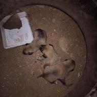 توله سگ دورگه سرابی وکانگال