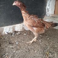 3 عدد مرغ لاری