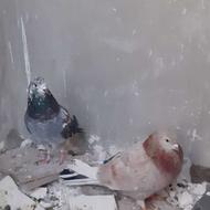 حیوانات پرنده