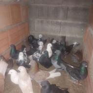 کبوتر پرشی گردن لرزونم