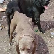 توله پیتبول