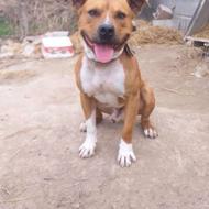 توله پیتبول واگذاری