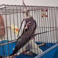 طوطی عروس مولد