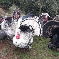 بقلمون محلی کاملا ارگانیک ومرغ روسی (گینه)