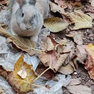 خرگوش کروشک ‌ ‌ ‌ ‌ ‌ ‌