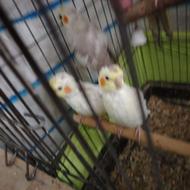 چند تا عروس هلندی چهار ماهه