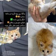 واگذاری بچه گربه ماده دو ماهه