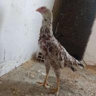 مرغ و خروس لاری