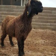 قصاب و ذبح گوسفند و بره