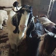 گوسفند ساورین یک سال و نیم