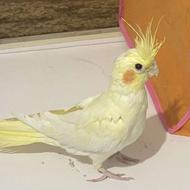 طوطی عروس لوتینو سالم سرحال