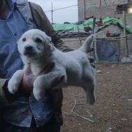 طوله افقان خراسان 37روزه واگذاری