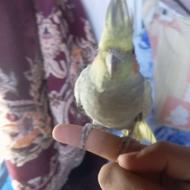 عروس هلندی ماده