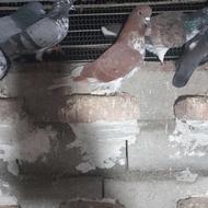 کبوتر پرشی.