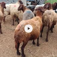 گوسفند آبستن ولز با بزغاله