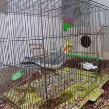 عروس هلندی نروماده