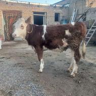 گوساله سیمینتال