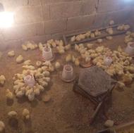 جوجه گوشتی راس