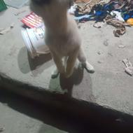 توله سگ کرد اصیل ماده واگذاری