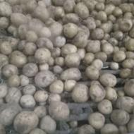 سیب زمینی بذری کلمبا