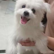 سگ پامرین ماده