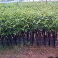 نهال گردو گلدانی وخزانه