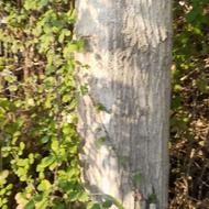 خرید وفروش چوب وبریدن درختهای باغی