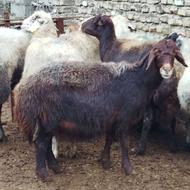 گوسفند درشت و آبستن افشاری حیکلی