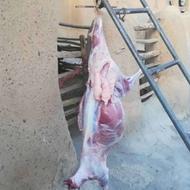 قصابی درمحل