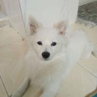 سگ پامر روباهی اصیل واگذاری