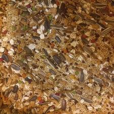 هفت دانه خوراک طوطی سانان