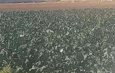 فروش30000متردامداری و گلخانه در صفادشت کد5519