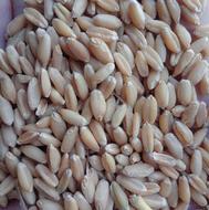 گندم مرغوب تمیز