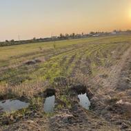 5529 متر شالیزار کنار اببندان قاجارخیل