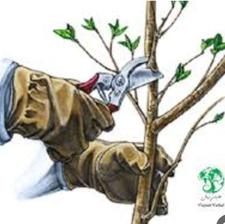 هرز و سمپاشی