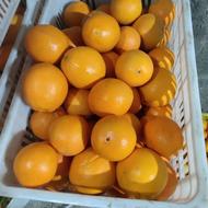 خریدفروش پرتقال نارنگی اونشو پیج لیمو شیرین ترش نارنج