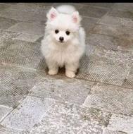 پامرین خرسی معاوضه و واگزاری