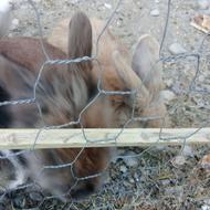 جفت خرگوش لپ هلندی ماده قهوه ای نرسفید چشم قرمز