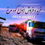 همه نوع کود مرغ مستقیم از سالن مرغداری