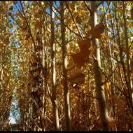 فروش ریشه صنوبر و قلمه (مومه)