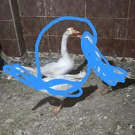 غاز محلی مرغ لاری جوجه محلی