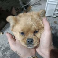 توله سگ پامر اشپیتزواگذار