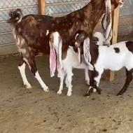 پاکستانی 2تا بز 4تا بزغاله شرط 3لیتر شیر