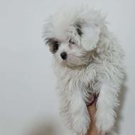 توله سگ نر شیتزو پامرواگذار