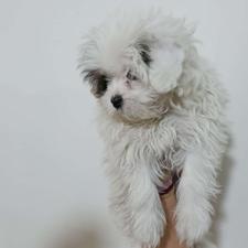 توله سگ نر شیتزو پامرواگذار