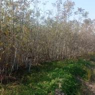 فروش ویژه انواع نهال ریشه لخت و گلدانی